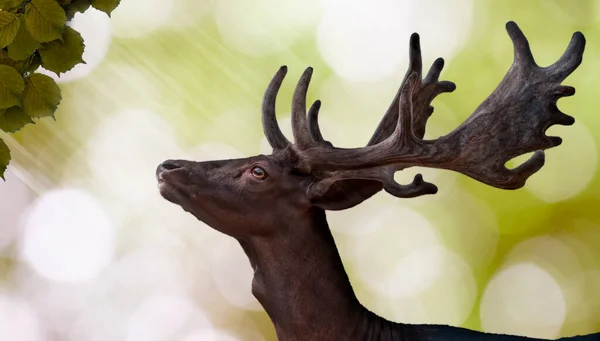 Deer Eating Reaching Leaves Green White Blurred Bokeh — 스톡 사진