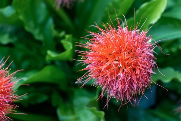 Calliandra haematocephala, Spiked pink Flower .
