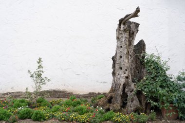 white wall and a tree with many holes.