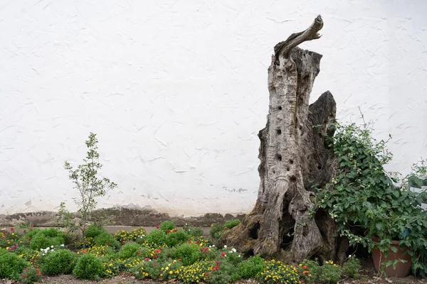 white wall and a tree with many holes.