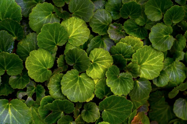 Strawberry Begonia plant, Saxifraga stolonifera, herbaceous perennial, tropical plant with nature background