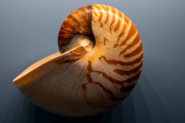 Shell of the nautilus. is a pelagic marine mollusc of the cephalopod family Nautilidae,
