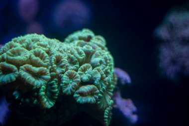 Caulastraea furcata, also known as the candy cane with black or dark background