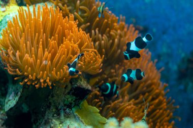 Black and White Ocellaris Clown fish in Family or group with red anemone coral