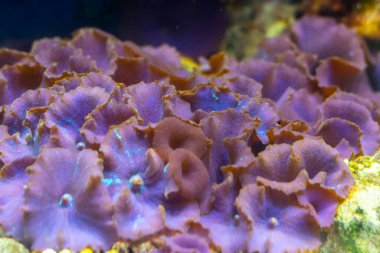 Actinodiscus nummiformis Purple Mushroo