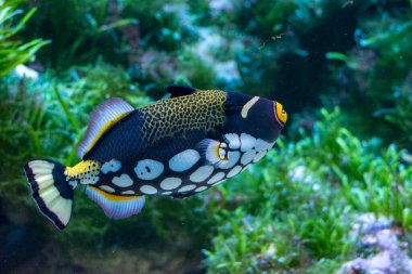 Clown Triggerfish with a natural green backraund colorful