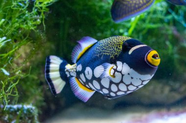 Clown Triggerfish with a natural green backraund colorful