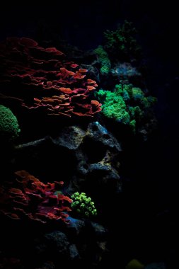 Large colony of Montipora Coral,  small polyp stony (SPS) coral