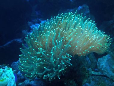 Hammer Coral a large polyp stony coral referred to as Euphyllia  