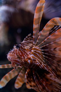 Zebra Lionfish ,Dendrochirus zebra, adult, close-up