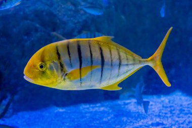 Golden trevally ,Gnathanodon speciosus, also known as the golden king fish