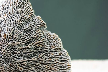 Dead ocean sponge macro photography lines of the skeleton 