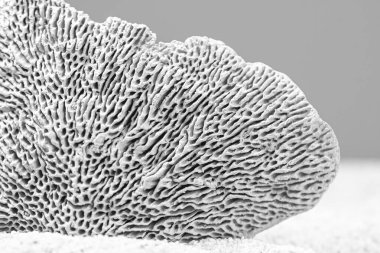 Dead ocean sponge macro photography lines of the skeleton 