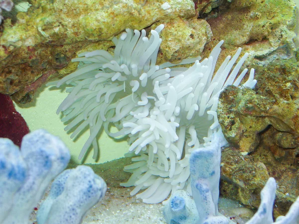 White coral anemone in a saltwater tank.