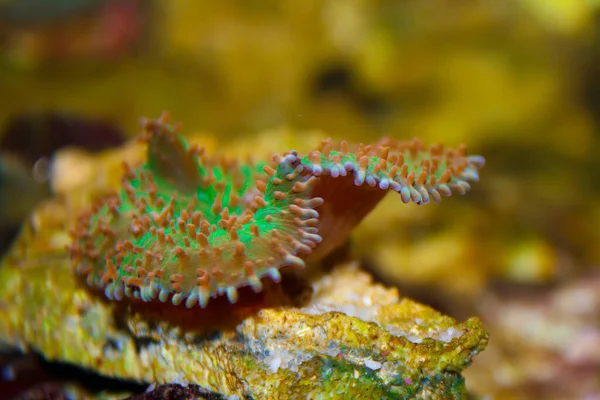Κοντινή Πλαϊνή Άποψη Του Hairy Mushroom Coral Rhodactis Indosinensis — Φωτογραφία Αρχείου