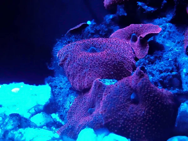 Red Mushroom ,Discosoma sp. Corals, are in saltwater aquarium