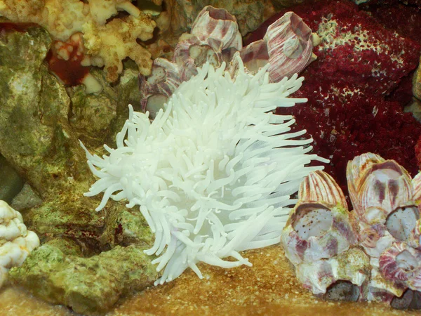 Λευκή Κοραλλιογενής Ανεμώνη Δεξαμενή Θαλασσινού Νερού — Φωτογραφία Αρχείου