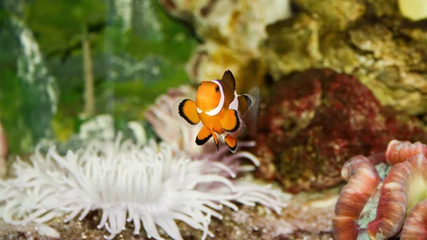 Clown Fish Host White Anemone Coral — Stock Fotó