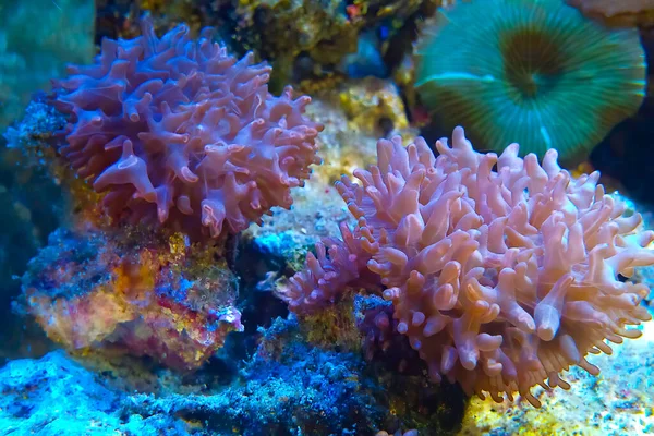 Macro photography of a Brown Mushrooms corals  called Rhodacticus 