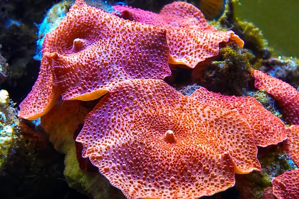 Red Mushroom Discosoma Кораллы Находящиеся Аквариуме Морской Воды — стоковое фото