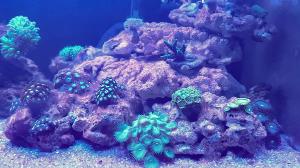 Виды Кораллов Zoanthids Аквариуме Рифа — стоковое фото