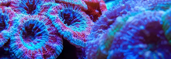 Макрофотография Кораллов Acanthastrea Echinata Аквариуме Рифа Голубым Светом — стоковое фото