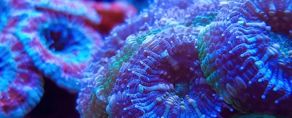 Macro photography  of ACANTHASTREA ECHINATA coral  in reef aquarium under blue light .Selective focus. 