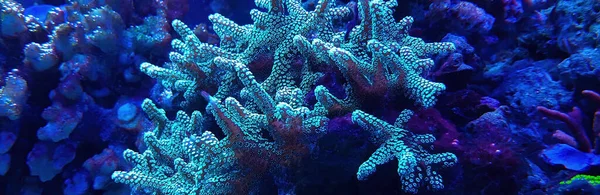 Green Acropora Small Polyp Stony Coral — Stockfoto