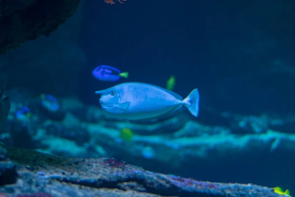 Naso Surgeonfish Family Acanthuridae Fish Genus Known Commonly Ridolfi Fish — Stock Photo, Image
