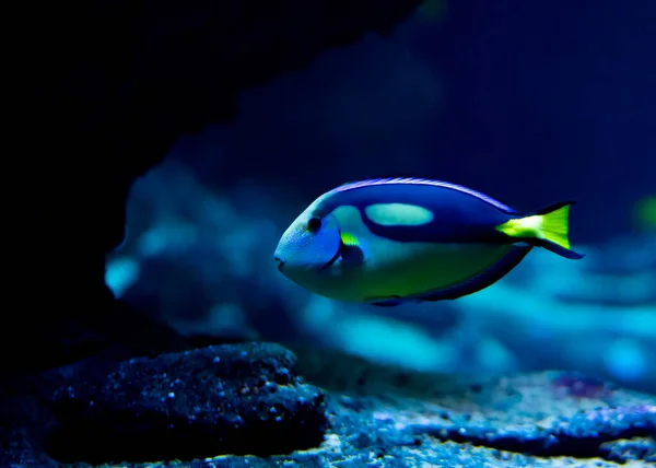 Paracanthurus Hepatu Palette Surgeon Fish Blue Tang Regal Tang Flag — Stock Photo, Image