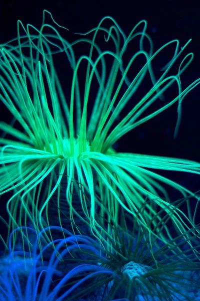 Phosphoric Fluorescent Green Coral Sea Anemone Dark Blue Sea Water — Stockfoto