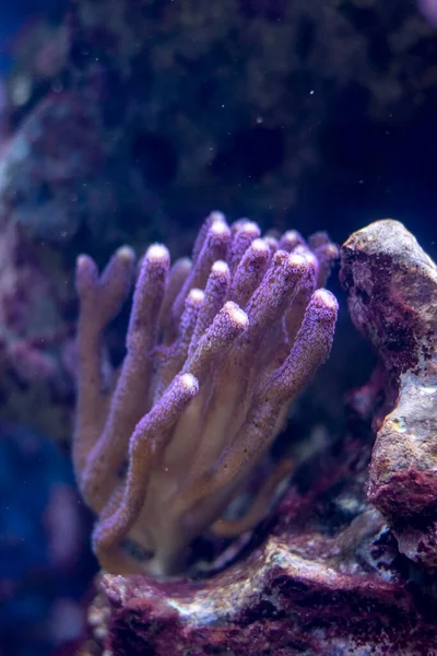 SPS Stylophora pistillata, known as hood coral or smooth cauliflower coral