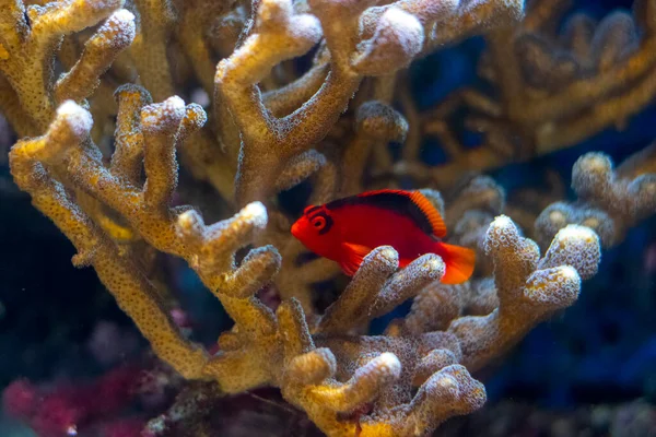 Flame Hawk Fish Hidden Sps Coral — 스톡 사진