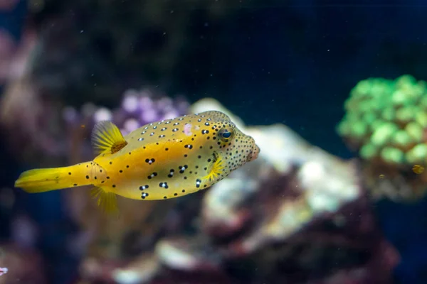 Yellow Boxfish Cute Can Also Deadly — Stok fotoğraf