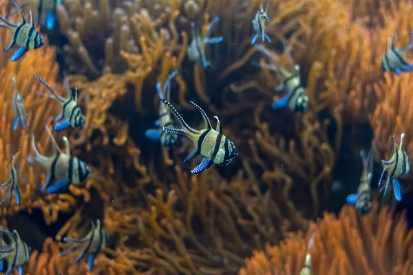 Banggai cardinal fish  in group and background red Sea anemone.