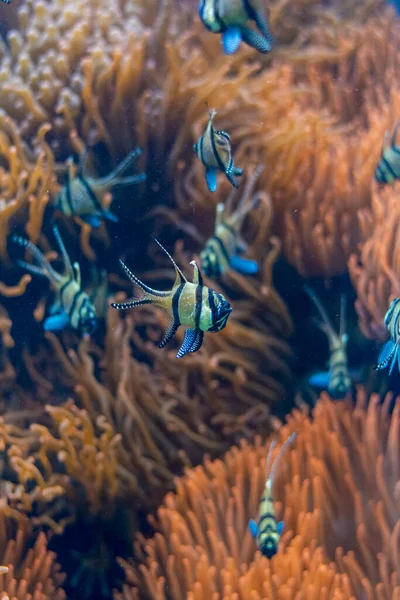 Banggai cardinal fish  in group and background red Sea anemone.