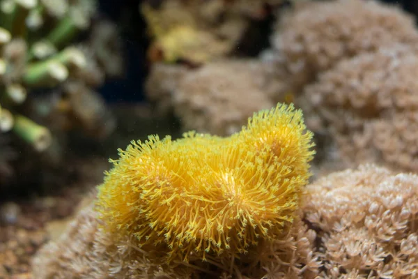 Neon Green Toadstool Leather is an  soft coral