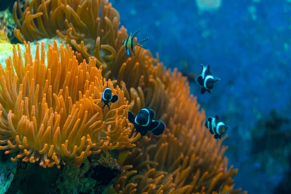 Black and White Ocellaris Clown fish in Family or group with red anemone coral