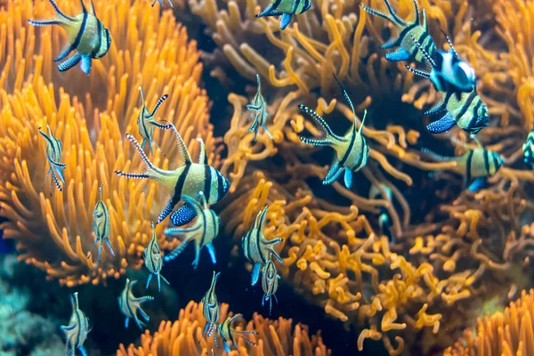 Banggai cardinal fish  in group and background red Sea anemone.