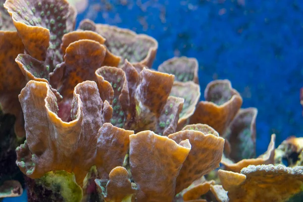 Pavona Coral Είναι Ένα Μικρό Πολύποδας Πέτρινο Sps Κοράλλι Και — Φωτογραφία Αρχείου