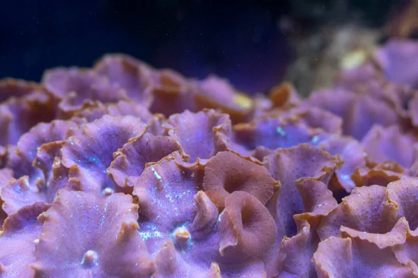 Actinodiscus Nummiformis Purple Mushroo — Stockfoto