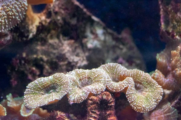 Green Metallic Mushroom in aquarium