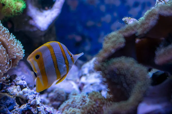 Copperband Butterfly Fish Chelmon Rostratus Corals — 스톡 사진