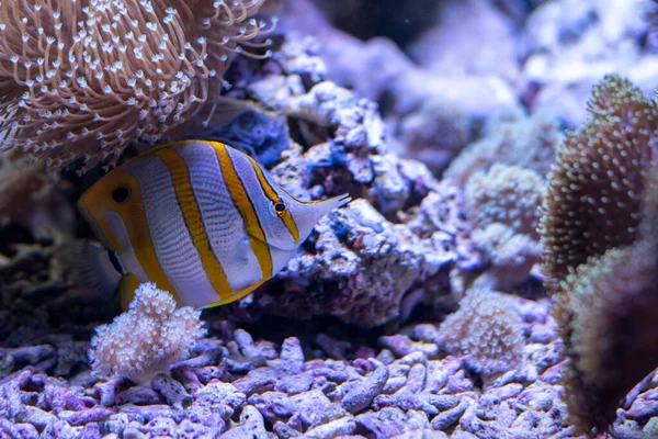 Copperband Butterfly Fish Chelmon Rostratus Corals — 스톡 사진