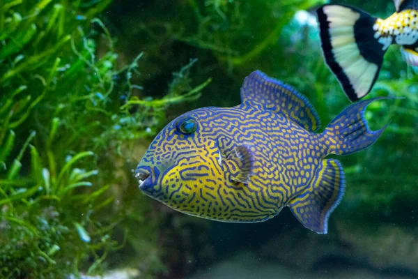 Yellow Spotted Triggerfish Pseudobalistes Fuscus — Stok fotoğraf