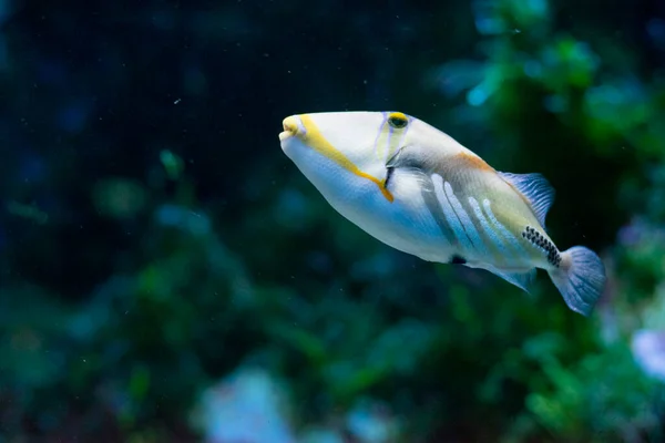 피카소 Triggerfish Rhinecanthus Aculeatus — 스톡 사진