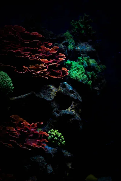 Large colony of Montipora Coral,  small polyp stony (SPS) coral