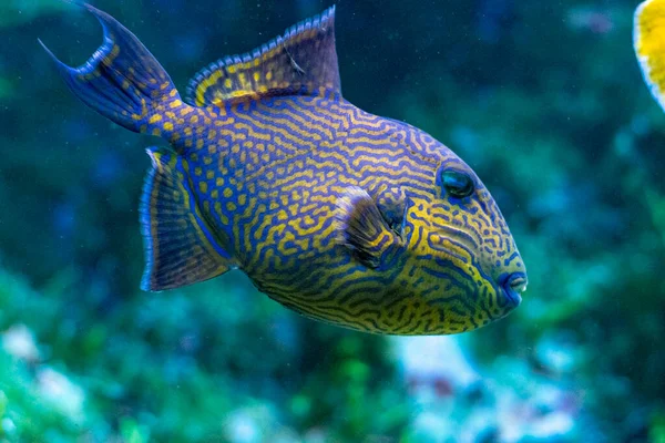 Yellow Spotted Triggerfish Pseudobalistes Fuscus — Stok fotoğraf
