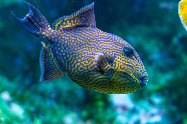 Yellow spotted triggerfish  - Pseudobalistes fuscus