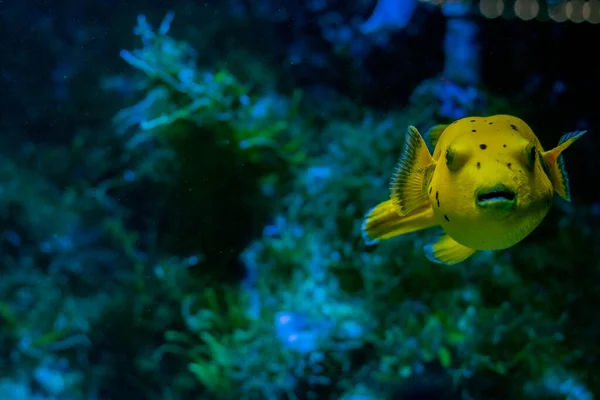 Arothron Golden Puffer Fish Spotted Puffer Guinea Fowl Puffer Because — Stock Fotó